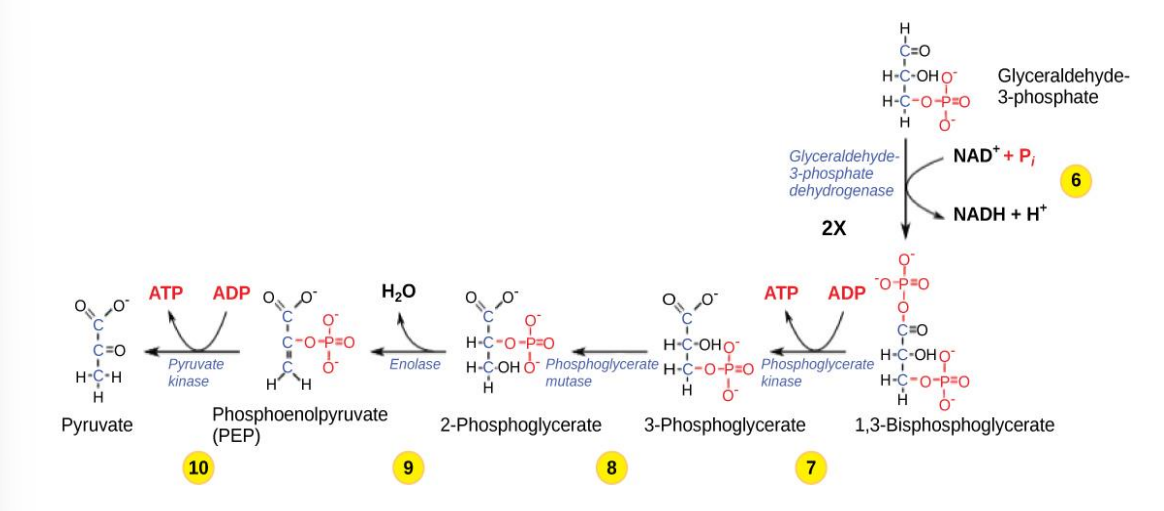 <p>The 2nd half of glycolysis involves phosphorylation without ATP </p><p>• produces 2 NADH and 4 ATP molecules (2 net ATP) </p><p>• generates 2 pyruvate molecules</p>