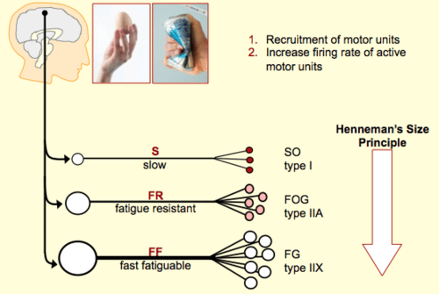 <p>small motor units: attached to muscle cells, have to be really good at ATP in the long term -</p><p>very good at phosphorylation</p><p>the one in between is okay at phosphorylation</p><p>RG/fast fatiguing- better at anerobic glycolysis</p>