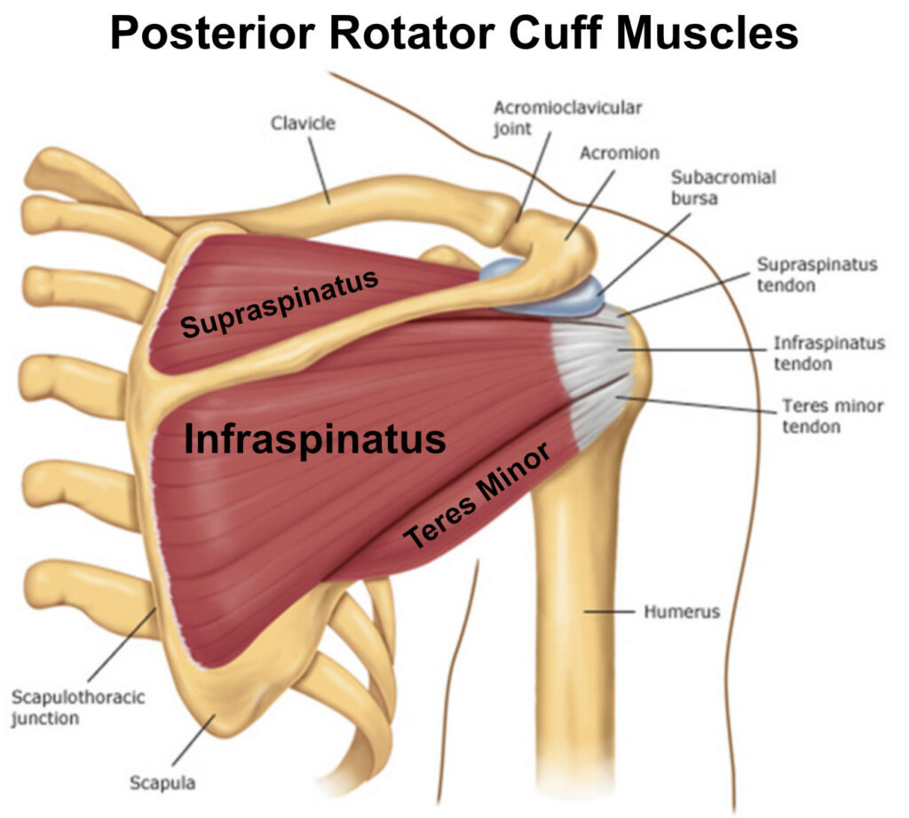 <p>Location:</p><ul><li><p><strong>dorsal surface of the scapula</strong></p></li><li><p><strong>deep to trapezius</strong></p></li></ul><p></p><p>Function:</p><ul><li><p><strong>externally rotate the humerus</strong></p></li><li><p><strong>stabilize the shoulder joint</strong></p></li></ul><p></p>