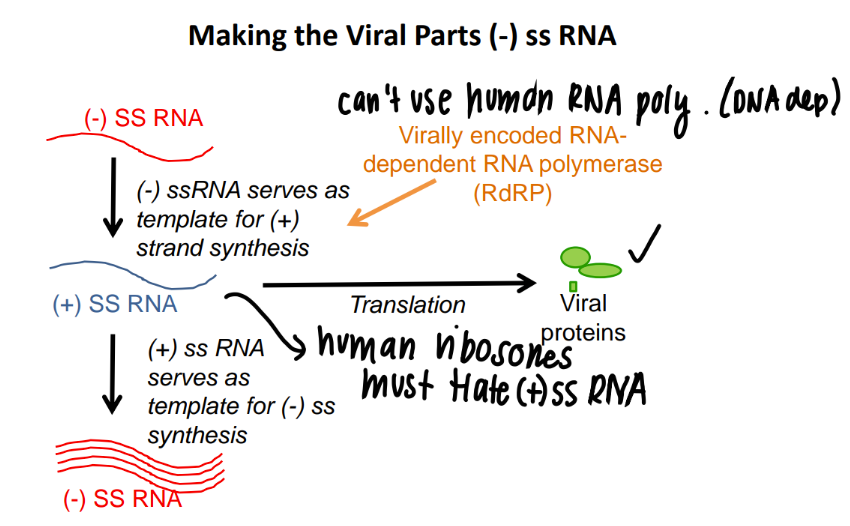 <p>viral RNA poly turn it into (+) ss RNA </p><p>→ human ribosomes translate it </p><ul><li><p>can also make TONS of (+) ss RNA </p></li></ul>