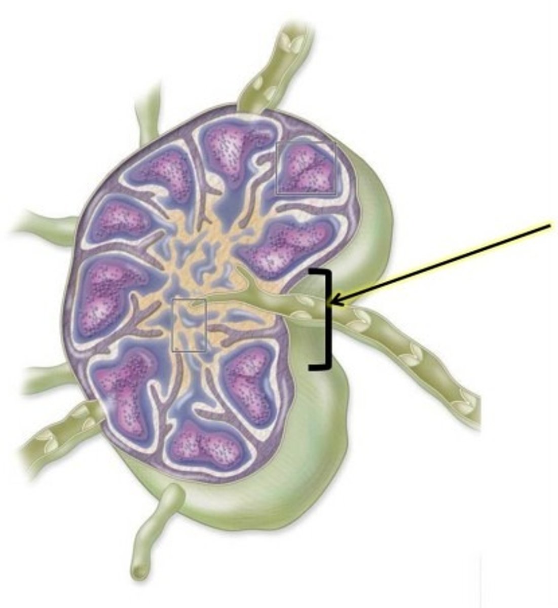 <p>Process of filtering lymph through lymph nodes.</p>