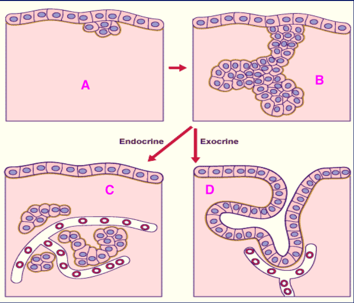 <p>épithélium glandulaire</p>