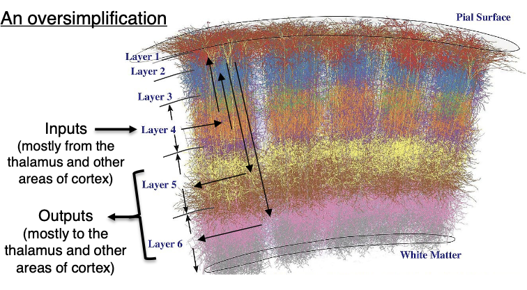 <p>→ part of the <strong>forebrain </strong>interchanged with <strong>cerebral cortex</strong>; where sensory information enters conscious awareness</p><p><strong>Primary area</strong> → input/output area to <strong>cerebral cortex</strong></p><p><strong>Association cortex</strong> → </p><ul><li><p>Where our understanding of the world (perception) is formed</p></li><li><p>Where we decide how to move purposefully</p><p></p></li><li><p>Multi-layered structure</p><ul><li><p>6 layers in mammals</p></li><li><p>3 layers in reptiles</p></li></ul></li><li><p>Embedded with cortical columns (neurons interconnected between layers) that are partially distinct functional units</p></li><li><p>NOT made up of distinct nuclei (except for in birds)</p></li></ul><p></p>