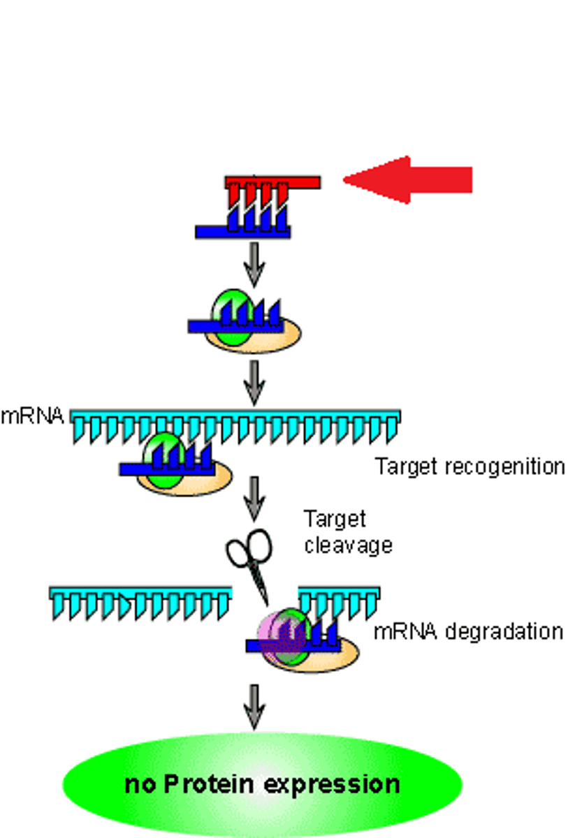 <p>a piece of RNA (~22) binds to a complementary sequence on the mRNA perfectly, which leads to degradation of the mRNA</p>