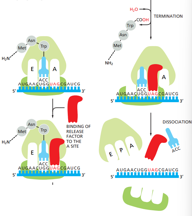 <ul><li><p>Stop codons are UAA, UAG and UGA.</p></li><li><p>When STOP codon is reached, it’s a signal that bind to the A site and not a tRNA.</p></li><li><p>Other release factors bind to the site to help.</p></li></ul><p></p>