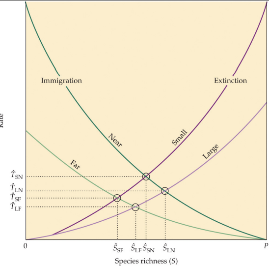 <p>what is the equilibrium theory of island biogeography?</p>