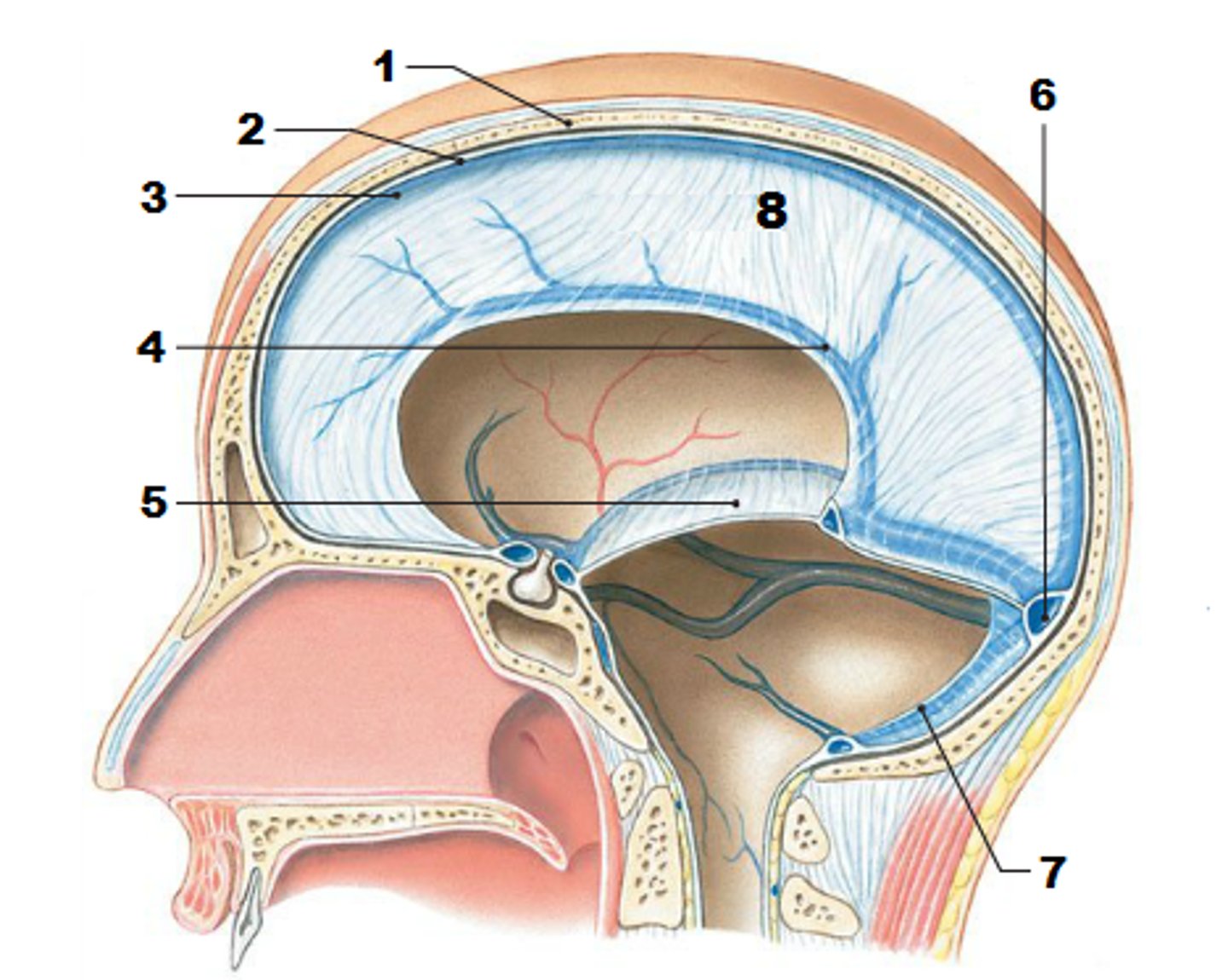 <p>2nd largest, crescent-shaped, separates cerebrum (occipital lobes) from cerebellum (arrow #5)</p>