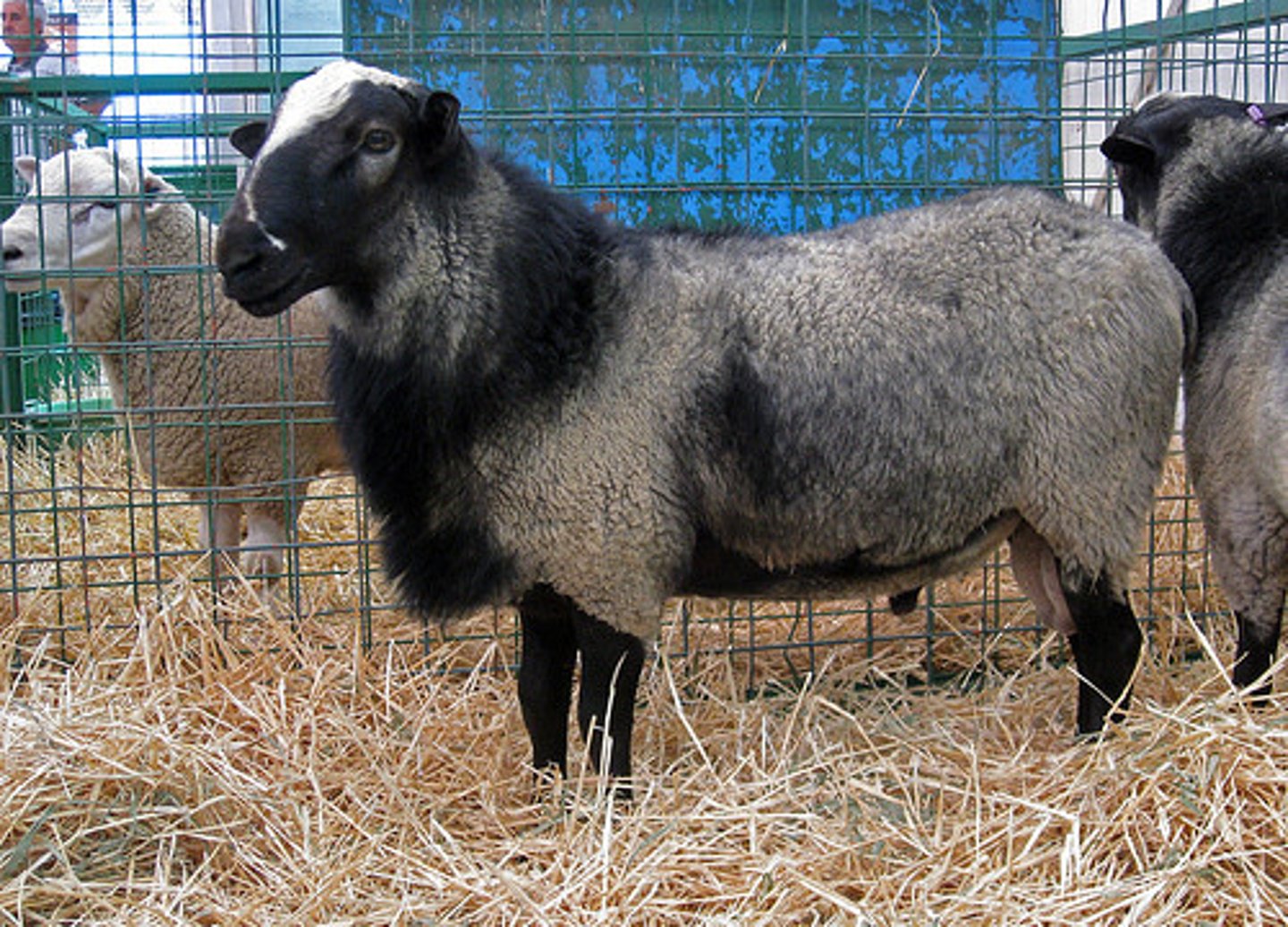 <p>other breeds- highly prolific/lightest muscle sheep:</p><p>originated in Russia; light gray to black in color; high productive rate; babies= black, bad wool, tough, cross breeding</p>