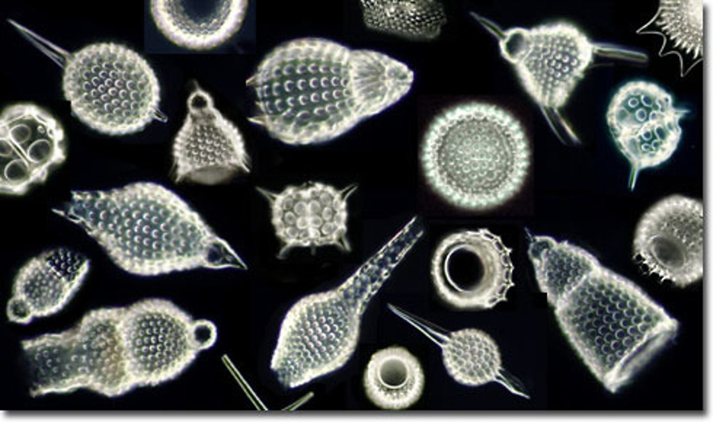 <p>-Radiolarians</p><p>-Skeleton of silica</p><p>-Pseudopodia with microtubules</p><p>Used to filter microorganisms out of water</p><p>-Cytoplasmic streaming</p><p>-Also heterotrophic</p><p>-Microscope: more intricate, glass like, big holes</p>