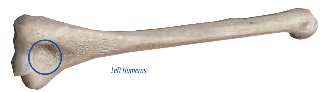 <p>A shallow depression in a bone’s surface that allows other bones to articulate with it.</p>
