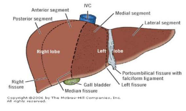 <ul><li><p><span>Main lobar fissure</span></p><ul><li><p><span>Separates right and left lobes</span></p></li></ul></li><li><p><span>Right intersegmental fissure</span></p><ul><li><p><span>Divides right lobe into anterior and posterior segments</span></p></li></ul></li><li><p><span>left intersegmental fissure</span></p><ul><li><p><span>Divides left lobe into medial and lateral segments</span></p></li></ul></li></ul><p></p>