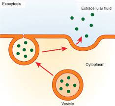 release of substances out a cell by the fusion of a vesicle with the membrane.

