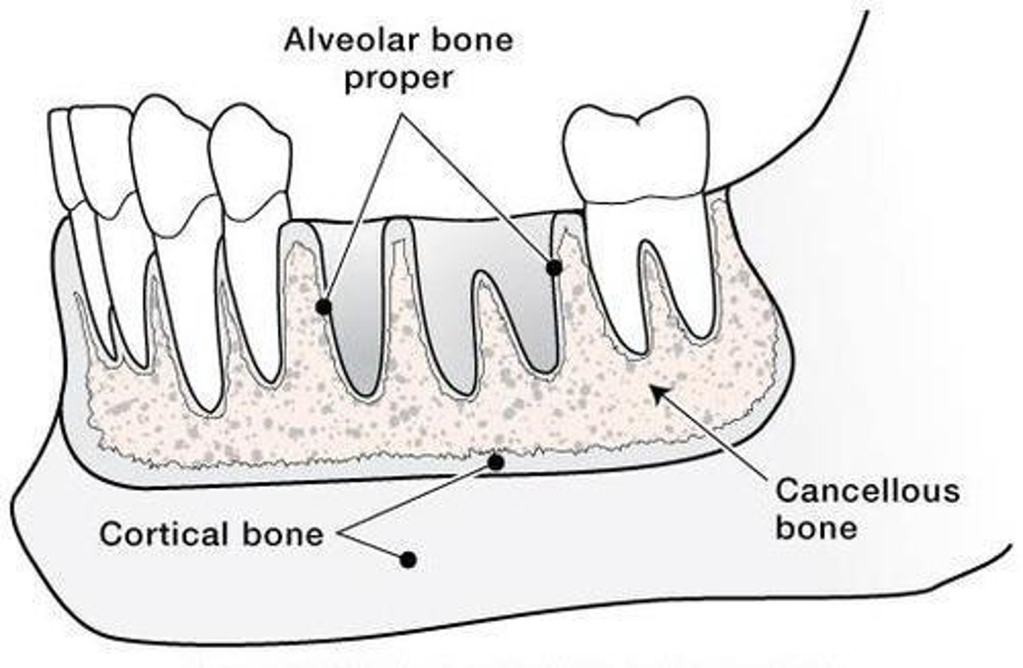 <p>Alveolar bone is part of the maxilla or mandible that supports and protects the teeth.</p>