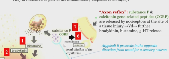 <p>causes pain in PNS and CNS</p><p>substance P and Calcitonin gene related peptides (CGRP) are released by nociceptors at the site of injury and promote </p><p>histamine</p><p>bradykinin</p><p>serotonin</p><p>prostaglandin</p><p>protons</p><p>release</p>