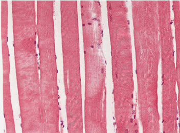 <p>What type of cell is shown and what type of nuclei do they have?</p>