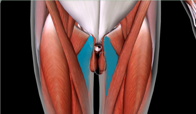 <p>Function: <strong>ADDUCT THIGH AT HIP</strong></p>
