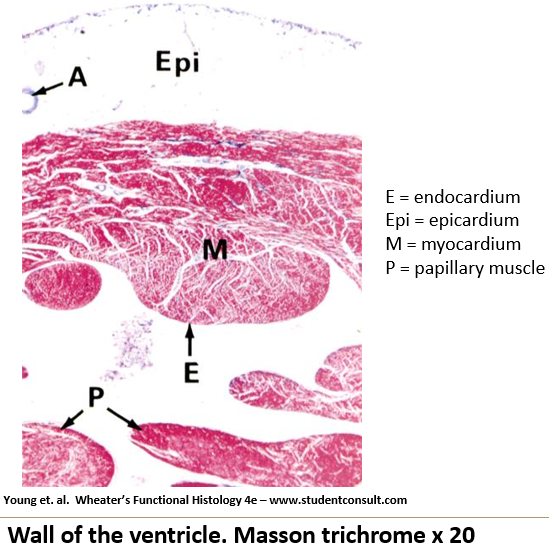 <ol><li><p><strong>Endocardium</strong>: Inner layer</p></li><li><p><strong>Myocardium</strong>: Middle layer</p></li><li><p><strong>Epicardium</strong>: Outermost layer</p></li></ol><p></p>