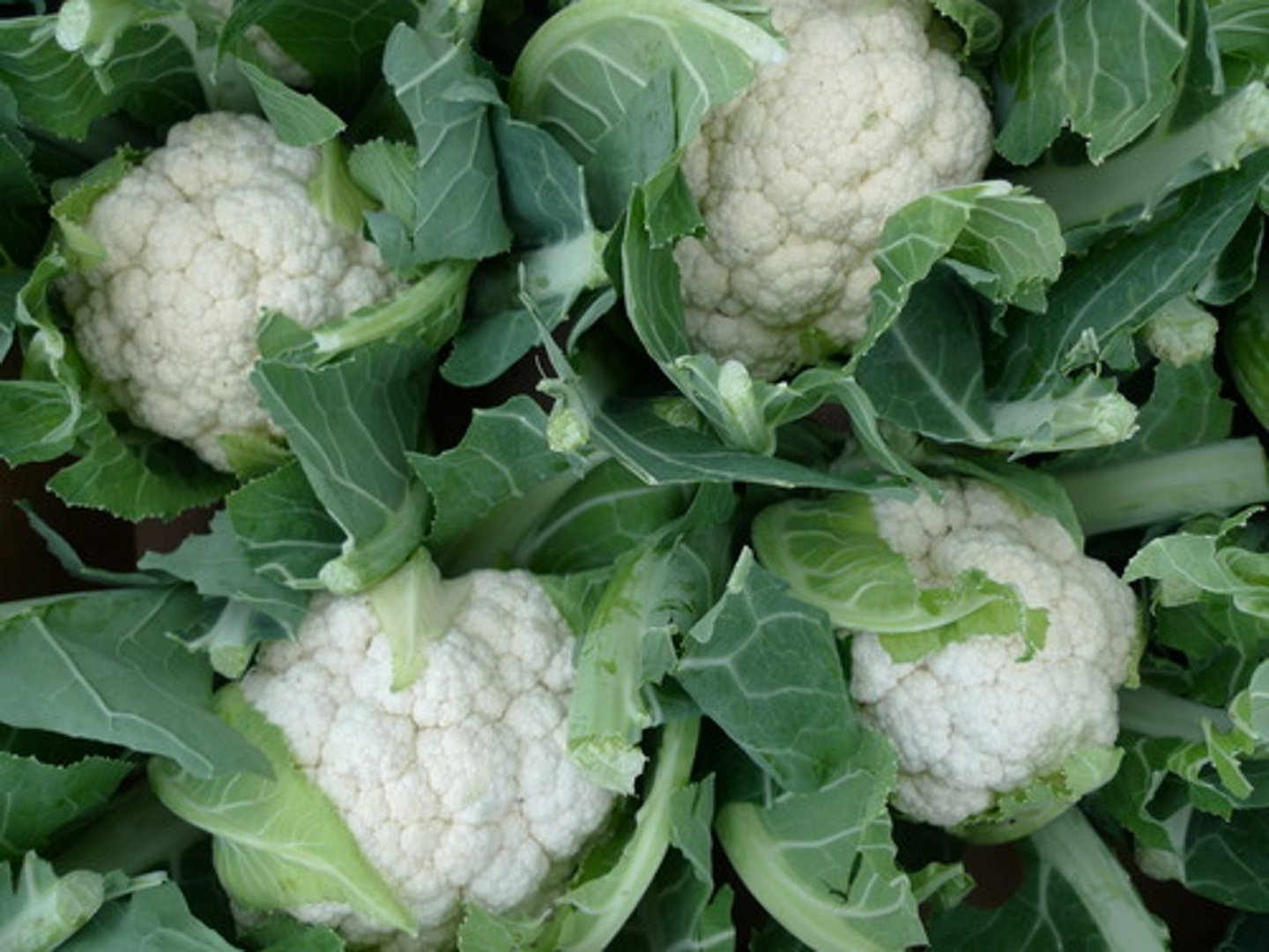 <p>cabbage</p>