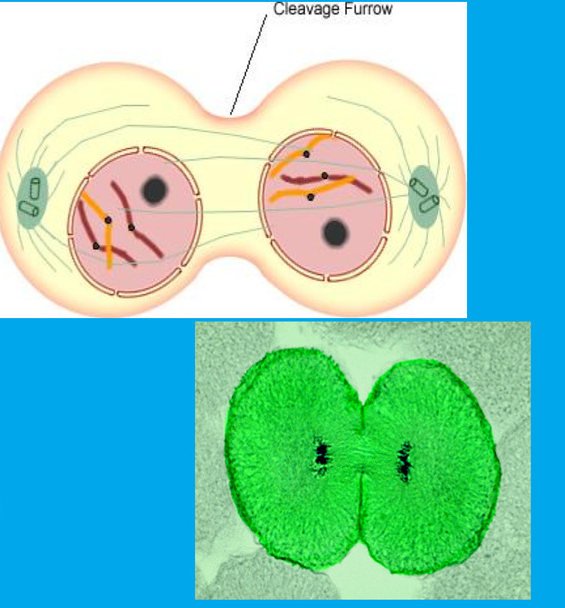 a) chromosomes uncoil, become threadlike (chromatin) 

b) spindle disentigrates 

c) nuclear membrane, nucleolus reforms

d) __**t**__wo new cells are formed