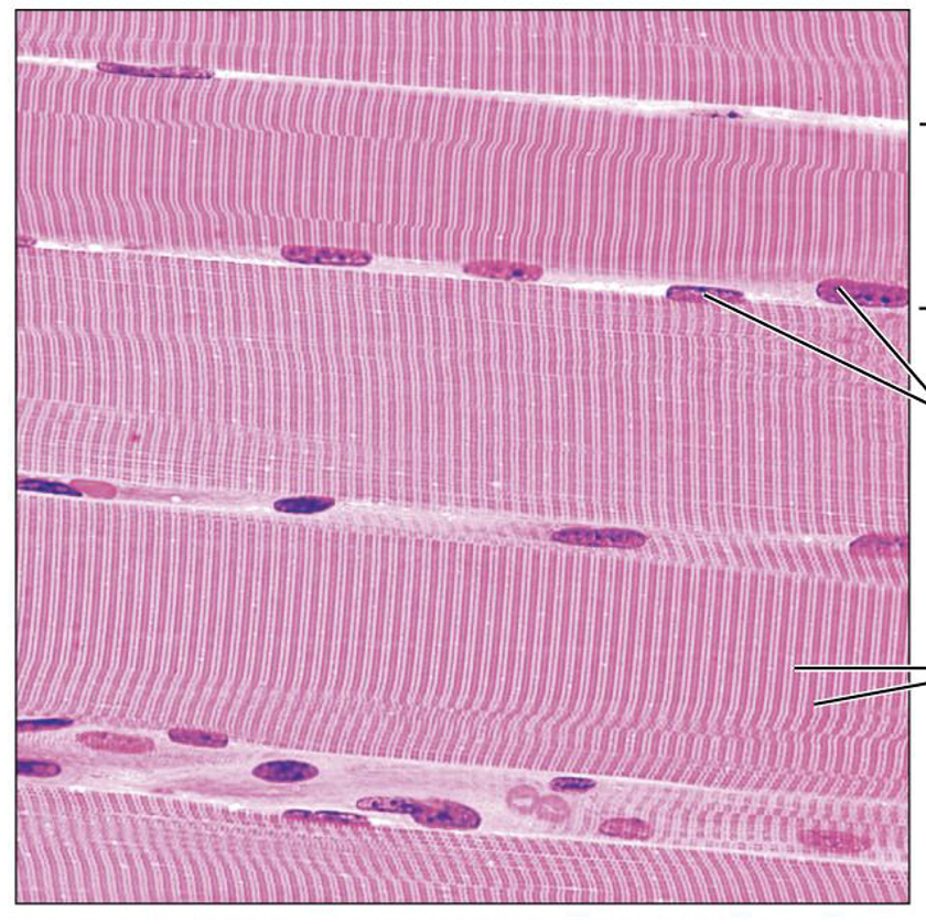 <p>What is this tissue, and where is it found?</p>