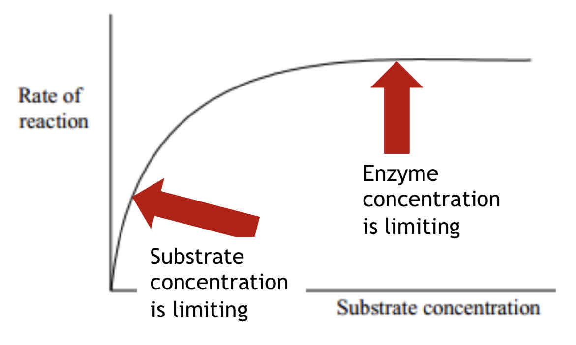 <p>Factors affecting enzyme activity - Substrate Concentration</p>