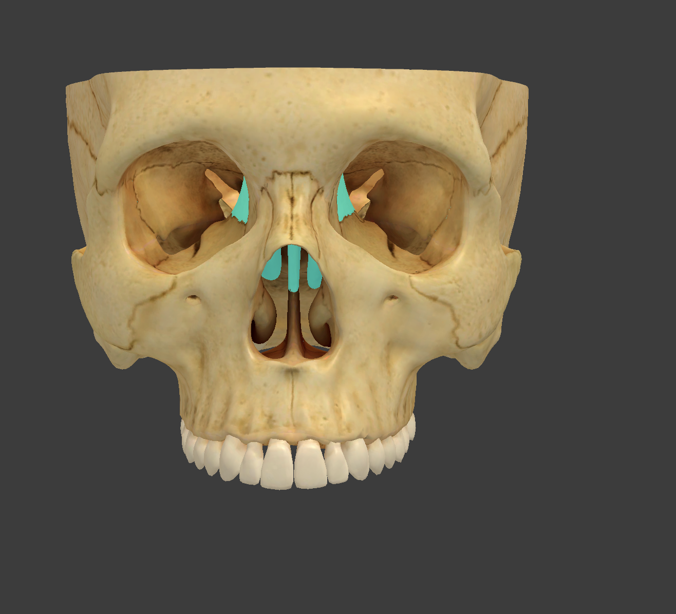 <p>What cranial bone is this?</p>
