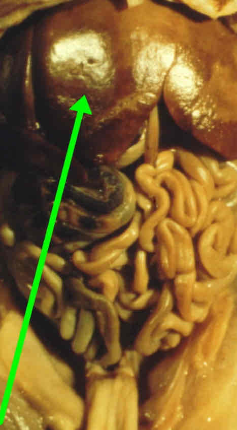 <p>Identify this structure</p>