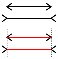 <p>visual illusion where two lines of equal length appear to be different due to the addition of arrow-like tails or fins at the ends of the lines.</p>