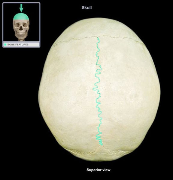 <p>top of skull (midline)</p>