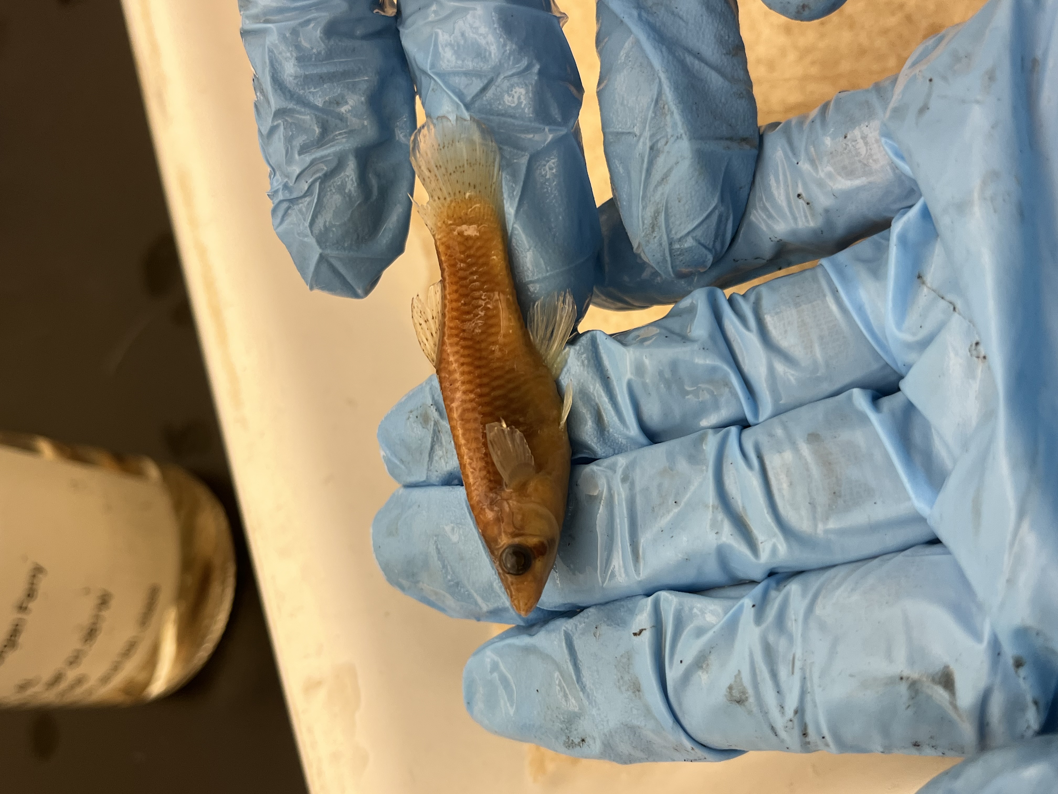<p>Livebearers</p>