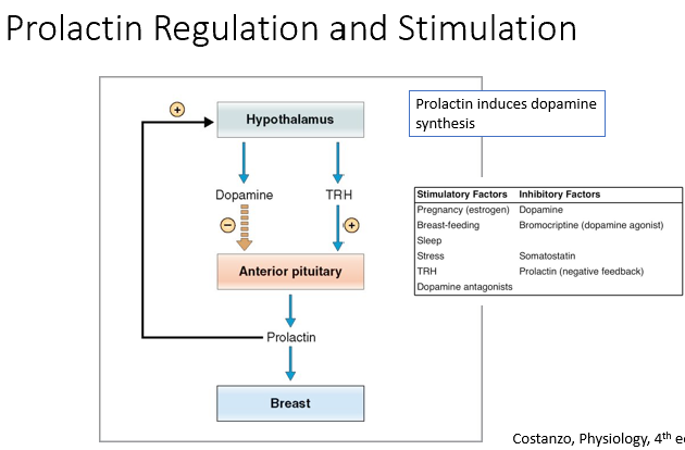 <p><strong>Stimulated by TRH</strong> (hypothetical)</p><p><strong>Inhibited by dopamine </strong>(negative inhibition)</p><p>Stimulates mammary gland development and milk production</p><p></p>