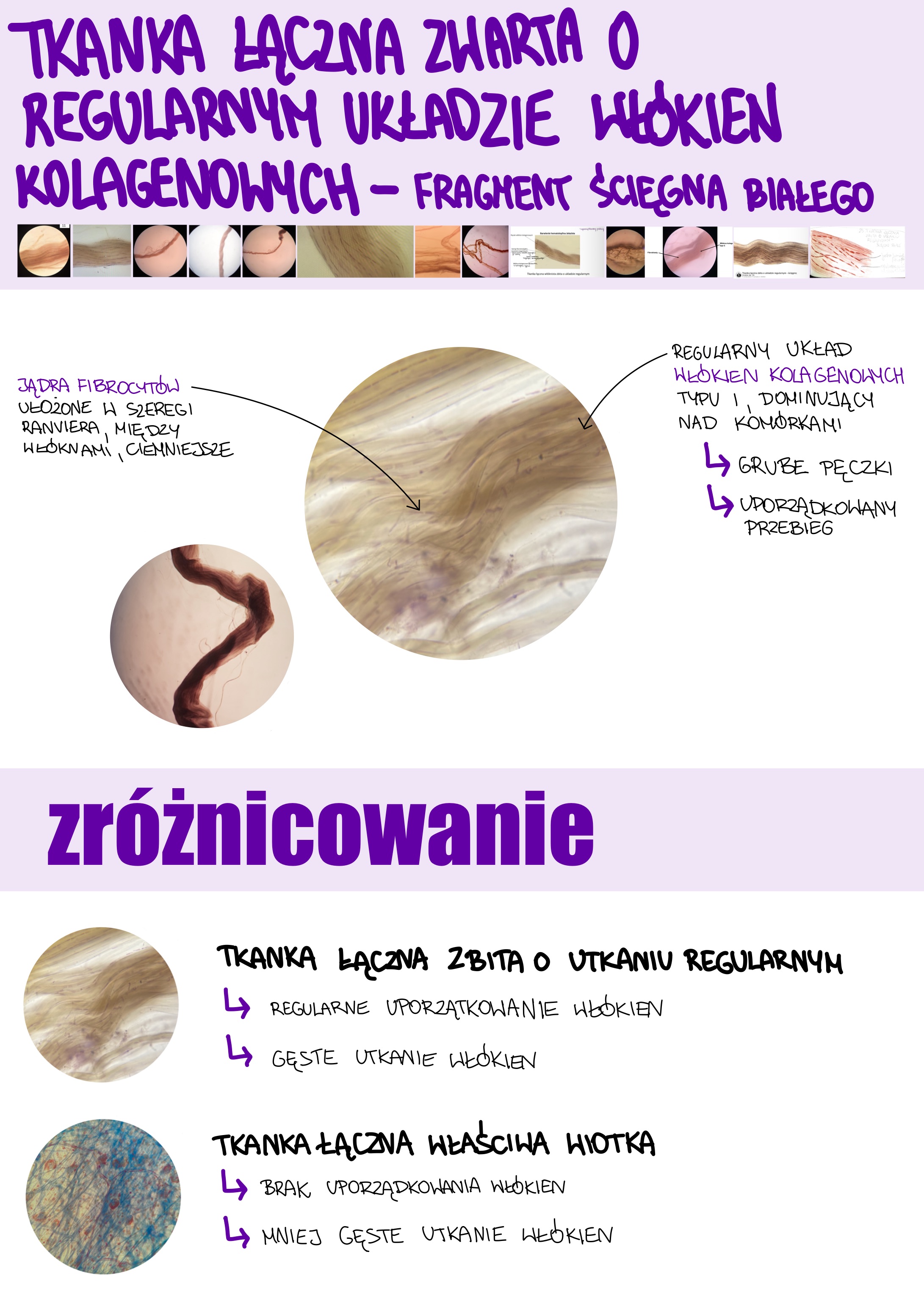 <p>Tkanka łączna zwarta o regularnym układzie włókien kolagenowych - fragment ścięgna białego</p>