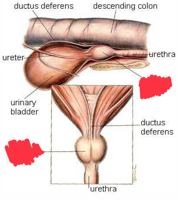 <p>What is indicated by the red?</p>