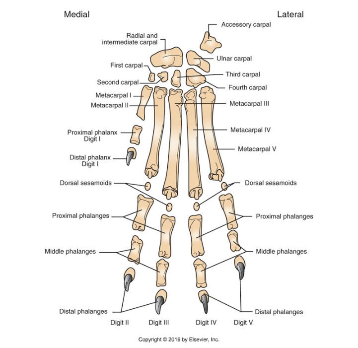 <p>Carpal Bones</p>