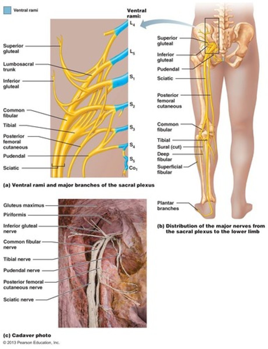 <p>L5-S4; Branches mainly go to the posterior of the lower limb.</p>