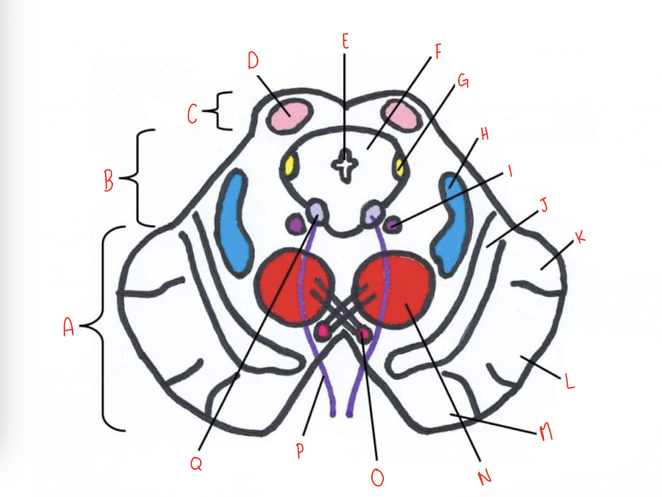 <p>What structure of the sliced superior colliculus section of the midbrain is labeled G?</p>