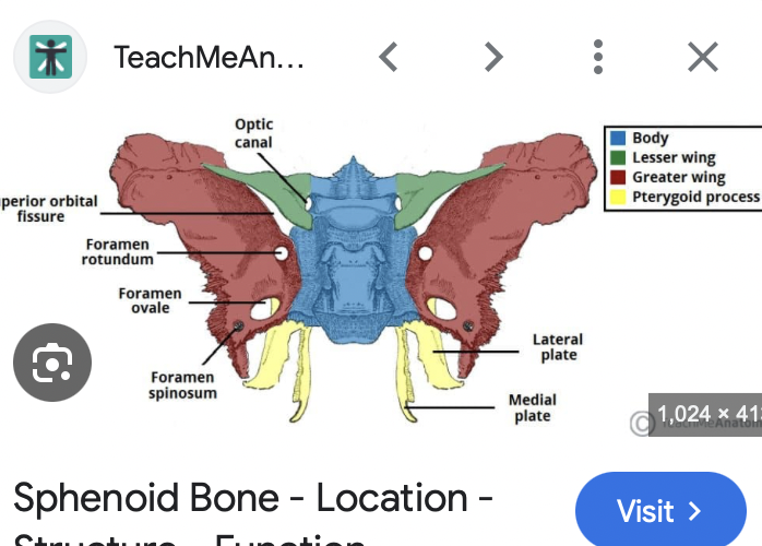 <p>two processes together are called the pterygoid plate (lateral and medial) <span style="font-family: Calibri, sans-serif; color: windowtext"> </span>Attachments for muscles of mastication (chew)</p>