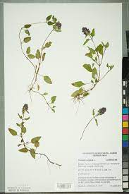 <p>Prunella vulgaris</p>