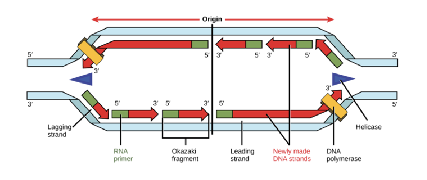 <ul><li><p>an enzyme that synthesizes (reads) new/opened strands</p></li><li><p>need a double-stranded segment to add nucleotides (hence the RNA primer)</p></li><li><p>polymerase can only add nucleotides to 3’ end. So, the newly synthesized strand only elongates/grows 5’ to 3’</p></li></ul><p></p>