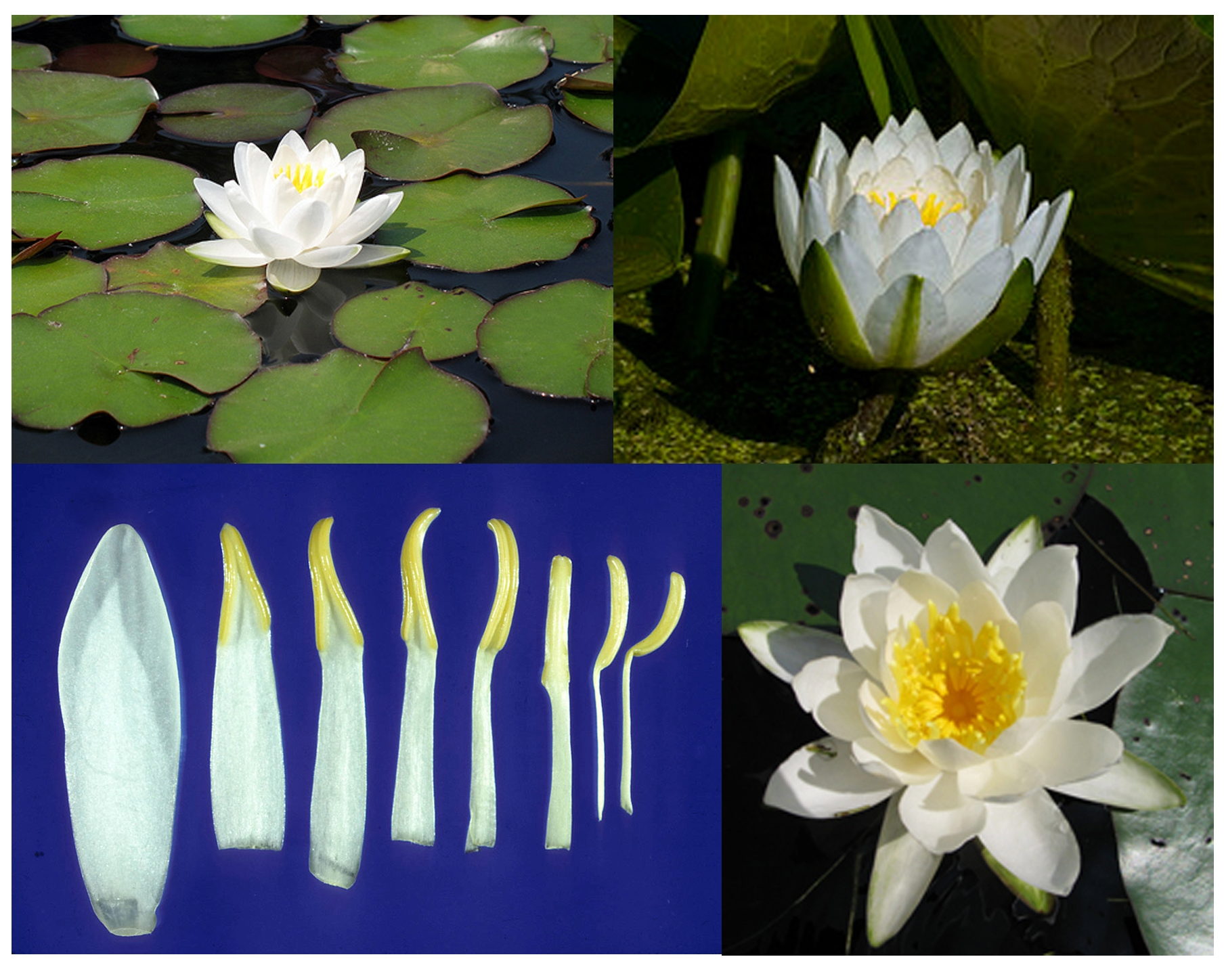 <p>CA4-many COmany Amany G_many(sepals petaloid, laminar stamens, syncarpic, berry)</p>