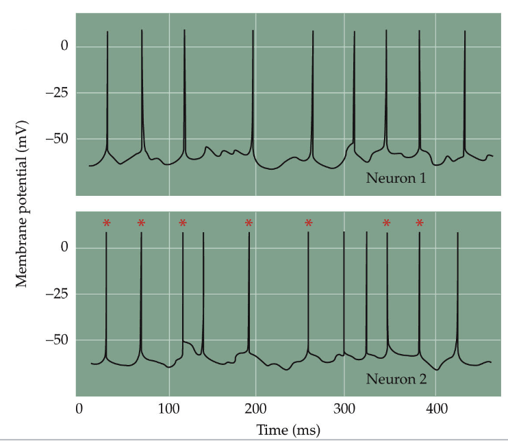 <p>More common in invertebrates, not just neurons</p><p>Fast, synchronous, high threshold (many inputs must integrate → low false positives)</p><p>~3 nm gap spanned by gap junctions (tunnels)</p><p>Connections: axon-axon, axon-dendrite, dendrite-dendrite</p>
