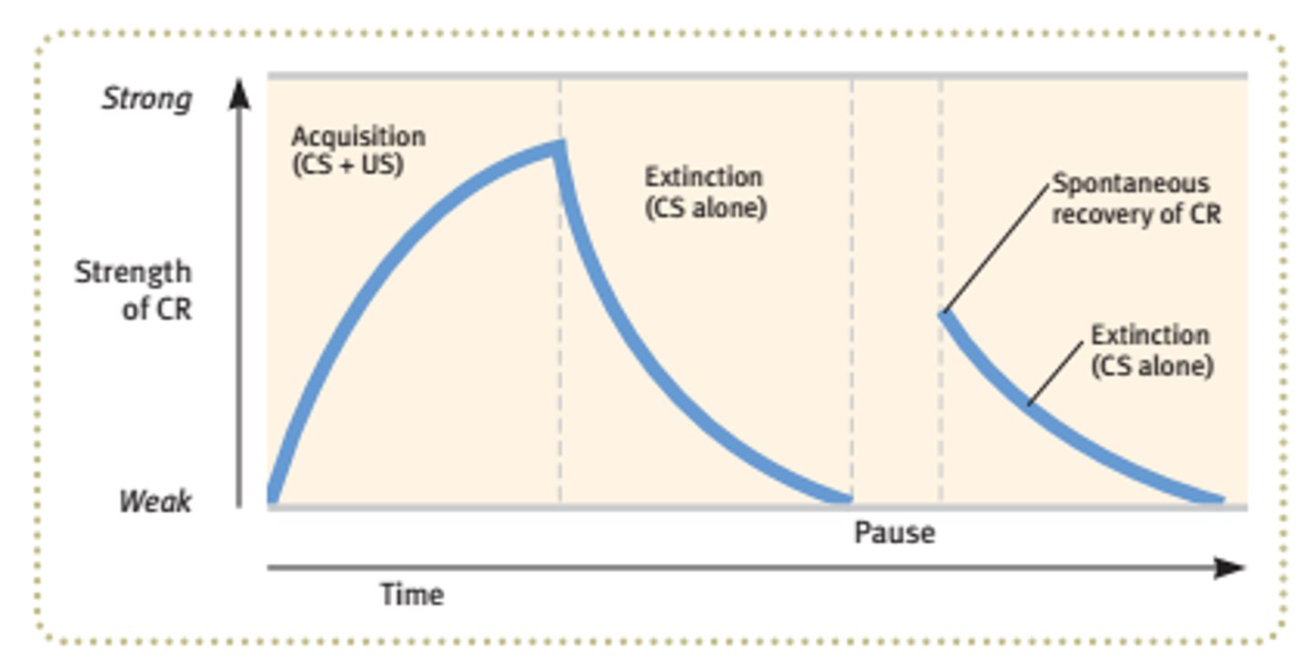 <p>In classical conditioning, the initial stage, when one links a neutral stimulus and an unconditioned stimulus so that the neutral stimulus begins triggering the conditioned response. In operant conditioning, the strengthening of a reinforced response.</p>