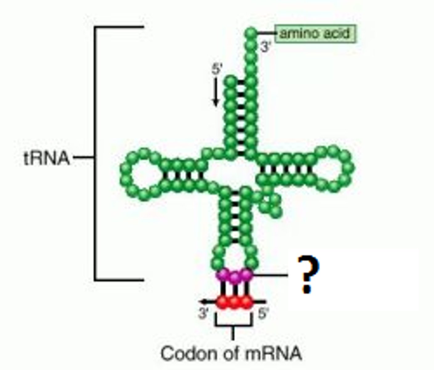 <p>Group of three bases on a tRNA molecule that are complementary to an mRNA codon. Each is associated with a particular amino acid.</p>