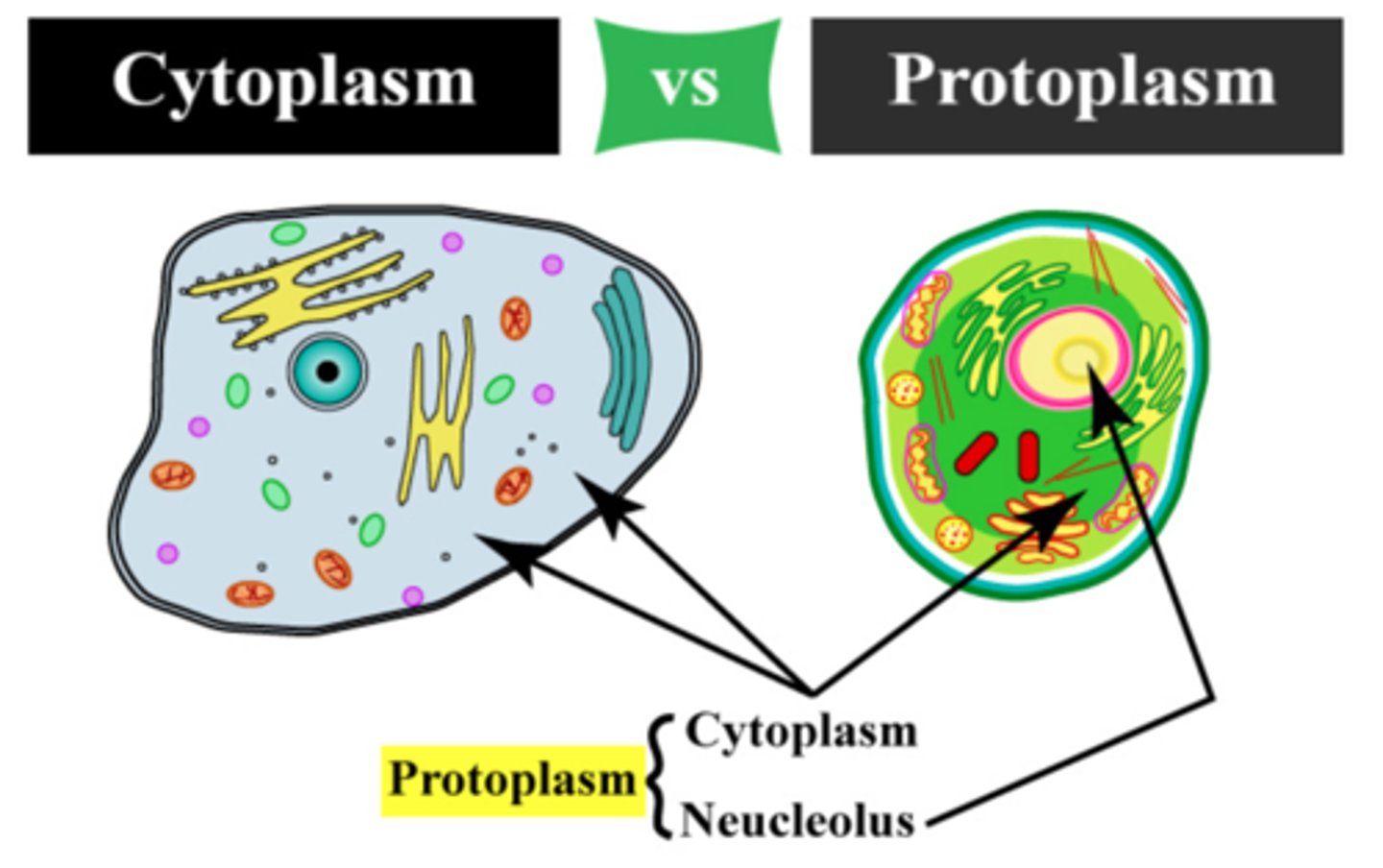 <p>the nucleus and cytoplasm of a cell</p>