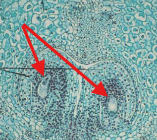 <p>What is being indicated on the Lilium Ovary?</p>