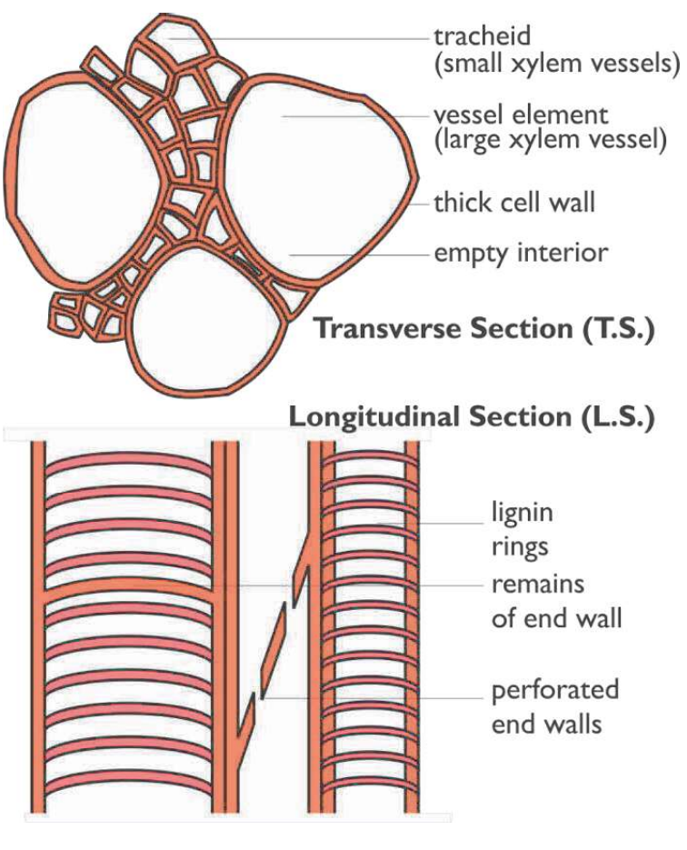 <ul><li><p>Composed of dead cells joined together to form long, empty tubes → allows transportation of water</p></li></ul><ul><li><p>Before death, the cells form thick cell walls containing lignin (often laid down in rings) → makes xylem vessels very strong, so they don’t collapse under pressure/provides structural support</p><ul><li><p><strong>how to remember: ‘x’ for xylem → dead eyes in cartoons, so dead cells → extra water, so carries water &amp; dissolved minerals ions (linear direction)</strong></p></li></ul></li></ul><p></p>
