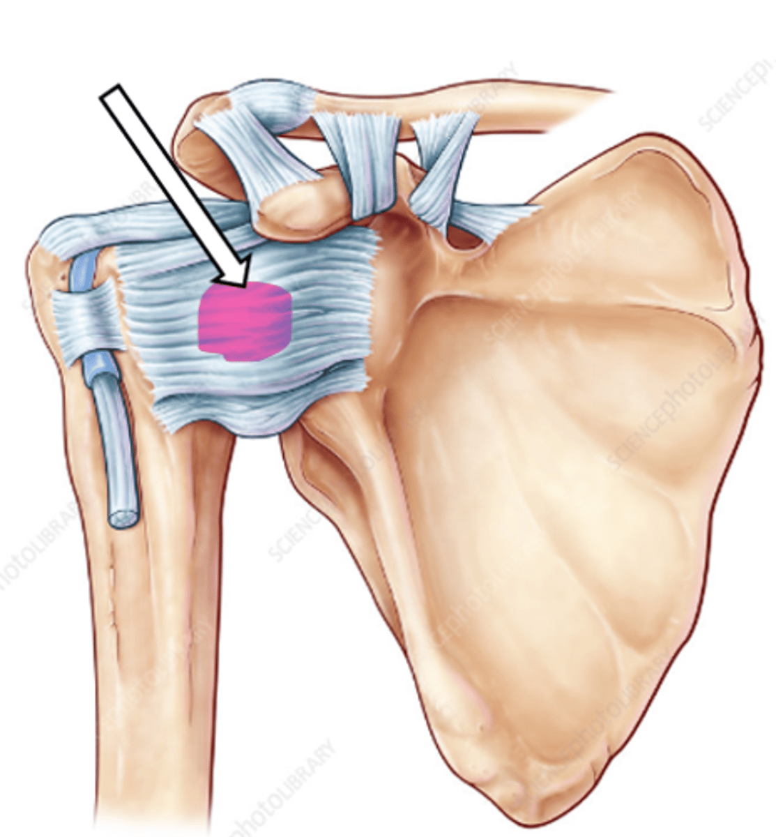 <p>name the articulation/joint</p>