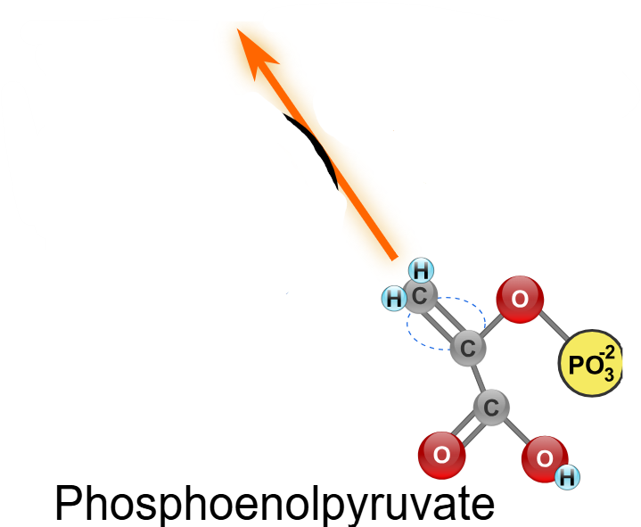 <p>(10) PEP → Enzyme? Products? </p>