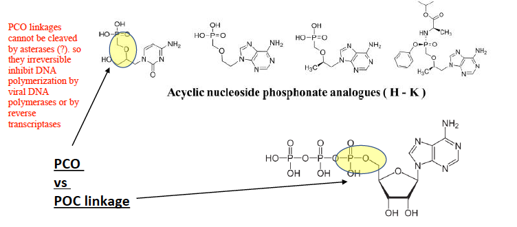 - inhibit viral DNA polymerases and reverse transcriptases
- their mechanism of action is dependent on phosphate linkages
- PCO linkages cannot be cleaved by asterases, so they irreversibly inhibit DNA polymerization by viral DNA polymerases or by reverse transcriptases
- PCO linkage vs. POC linkage