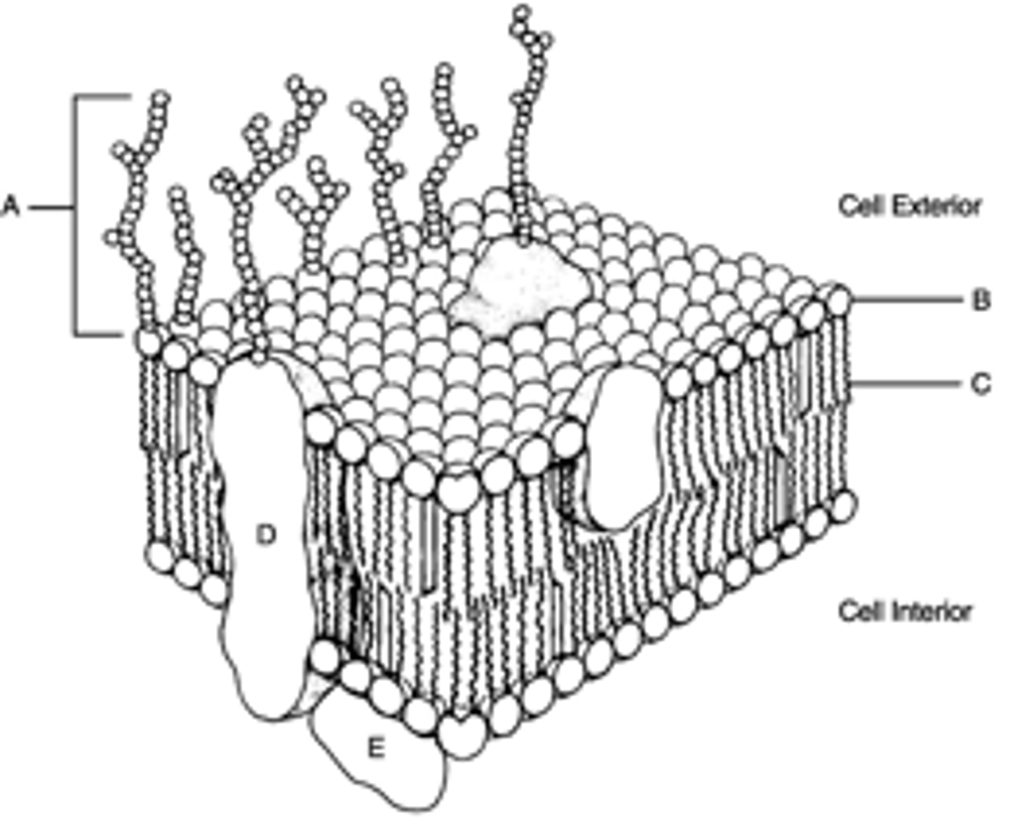 <p>glycoproteins and glycolipids, function cell recognition</p>
